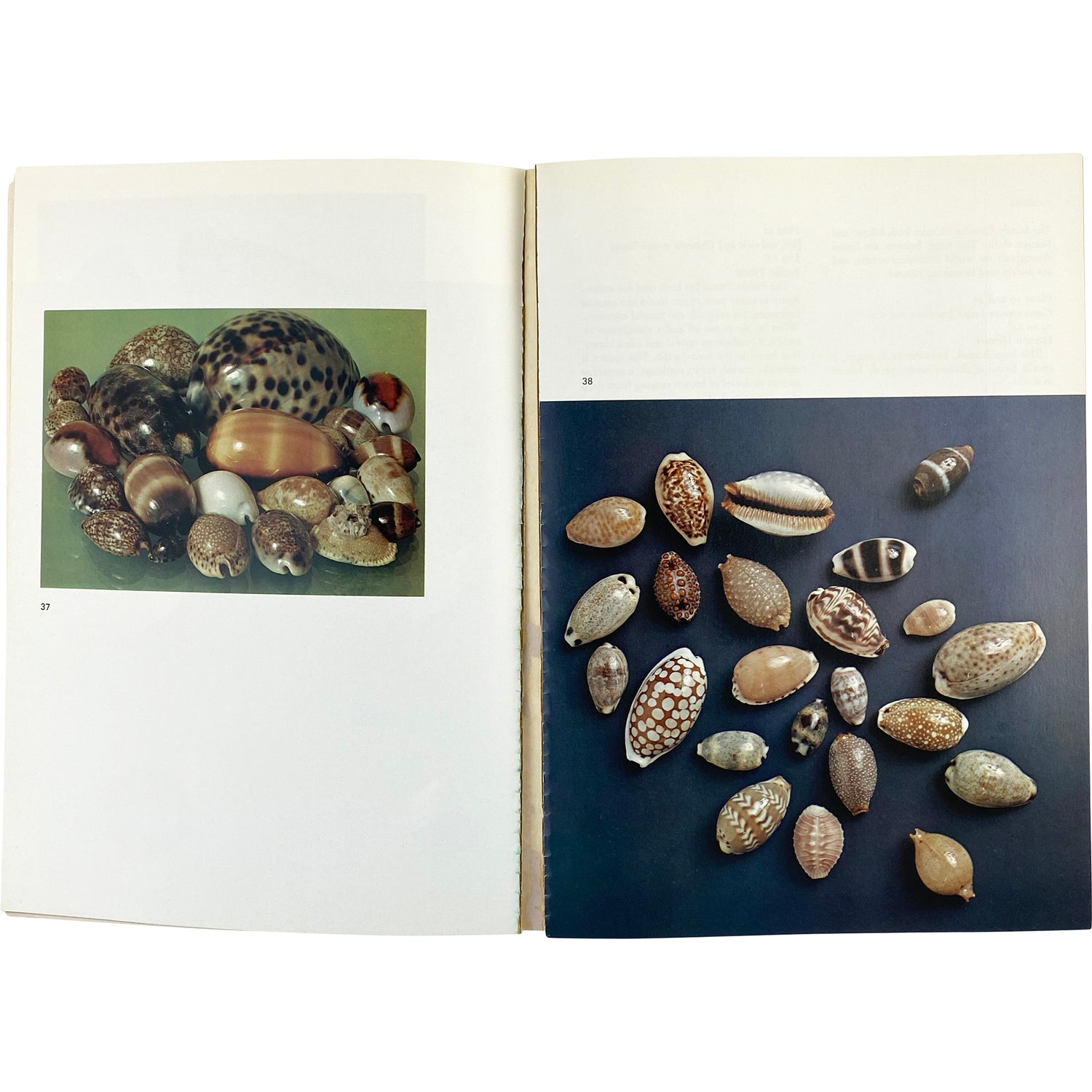 THE SHELL - 500 MILLION YEARS OF INSPIRED DESIGN BOOK